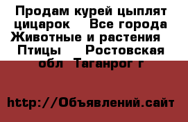 Продам курей цыплят,цицарок. - Все города Животные и растения » Птицы   . Ростовская обл.,Таганрог г.
